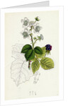 Rubus Corylifolius Hazel-Leaved Bramble by Anonymous