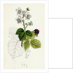 Rubus Corylifolius Hazel-Leaved Bramble by Anonymous