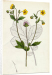 Geum Intermedium Intermediate Avens by Anonymous