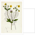 Geum Intermedium Intermediate Avens by Anonymous