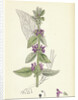 Stachys Germanica Downy Woundwort by Anonymous