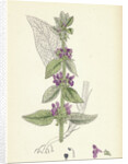 Stachys Germanica Downy Woundwort by Anonymous