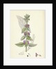 Stachys Germanica Downy Woundwort by Anonymous