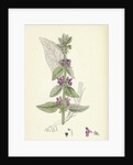 Stachys Germanica Downy Woundwort by Anonymous
