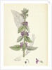 Stachys Germanica Downy Woundwort by Anonymous