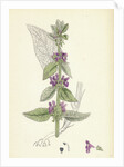 Stachys Germanica Downy Woundwort by Anonymous