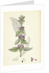 Stachys Germanica Downy Woundwort by Anonymous