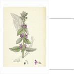 Stachys Germanica Downy Woundwort by Anonymous