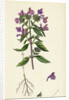 Galeopsis Angustifolia Narrow-Leaved Hemp-Nettle by Anonymous