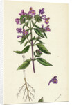 Galeopsis Angustifolia Narrow-Leaved Hemp-Nettle by Anonymous
