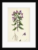Galeopsis Angustifolia Narrow-Leaved Hemp-Nettle by Anonymous