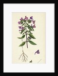 Galeopsis Angustifolia Narrow-Leaved Hemp-Nettle by Anonymous