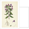 Galeopsis Angustifolia Narrow-Leaved Hemp-Nettle by Anonymous