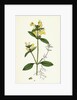 Galeopsis Ochroleuca Downy Hemp-Nettle by Anonymous