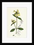 Galeopsis Ochroleuca Downy Hemp-Nettle by Anonymous