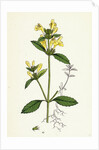 Galeopsis Ochroleuca Downy Hemp-Nettle by Anonymous