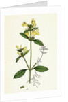 Galeopsis Ochroleuca Downy Hemp-Nettle by Anonymous