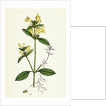 Galeopsis Ochroleuca Downy Hemp-Nettle by Anonymous