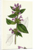 Galeopsis Eu-Tetrahit Var. Genuina Common Hemp-Nettle Var. A. by Anonymous