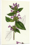 Galeopsis Eu-Tetrahit Var. Genuina Common Hemp-Nettle Var. A. by Anonymous
