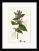 Galeopsis Eu-Tetrahit Var. Genuina Common Hemp-Nettle Var. A. by Anonymous