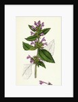 Galeopsis Eu-Tetrahit Var. Genuina Common Hemp-Nettle Var. A. by Anonymous