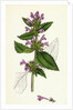 Galeopsis Eu-Tetrahit Var. Genuina Common Hemp-Nettle Var. A. by Anonymous