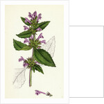 Galeopsis Eu-Tetrahit Var. Genuina Common Hemp-Nettle Var. A. by Anonymous