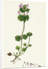 Lamium Amplexicaule Henbit Dead-Nettle by Anonymous