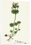 Lamium Amplexicaule Henbit Dead-Nettle by Anonymous