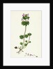 Lamium Amplexicaule Henbit Dead-Nettle by Anonymous
