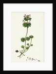 Lamium Amplexicaule Henbit Dead-Nettle by Anonymous