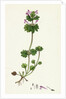 Lamium Amplexicaule Henbit Dead-Nettle by Anonymous