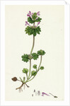 Lamium Amplexicaule Henbit Dead-Nettle by Anonymous