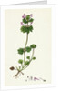 Lamium Amplexicaule Henbit Dead-Nettle by Anonymous
