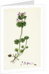 Lamium Amplexicaule Henbit Dead-Nettle by Anonymous