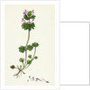 Lamium Amplexicaule Henbit Dead-Nettle by Anonymous