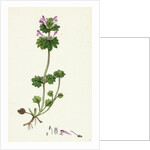 Lamium Amplexicaule Henbit Dead-Nettle by Anonymous