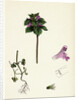 Lamium Incisum Cut-Leaved Dead-Nettle by Anonymous