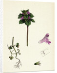 Lamium Incisum Cut-Leaved Dead-Nettle by Anonymous