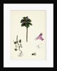Lamium Incisum Cut-Leaved Dead-Nettle by Anonymous
