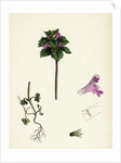 Lamium Incisum Cut-Leaved Dead-Nettle by Anonymous