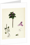 Lamium Incisum Cut-Leaved Dead-Nettle by Anonymous