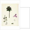 Lamium Incisum Cut-Leaved Dead-Nettle by Anonymous