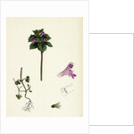 Lamium Incisum Cut-Leaved Dead-Nettle by Anonymous