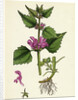 Lamium Maculatum Spotted Dead-Nettle by Anonymous