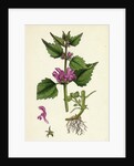 Lamium Maculatum Spotted Dead-Nettle by Anonymous