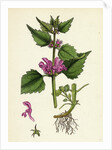 Lamium Maculatum Spotted Dead-Nettle by Anonymous