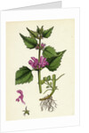 Lamium Maculatum Spotted Dead-Nettle by Anonymous
