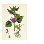 Lamium Maculatum Spotted Dead-Nettle by Anonymous
